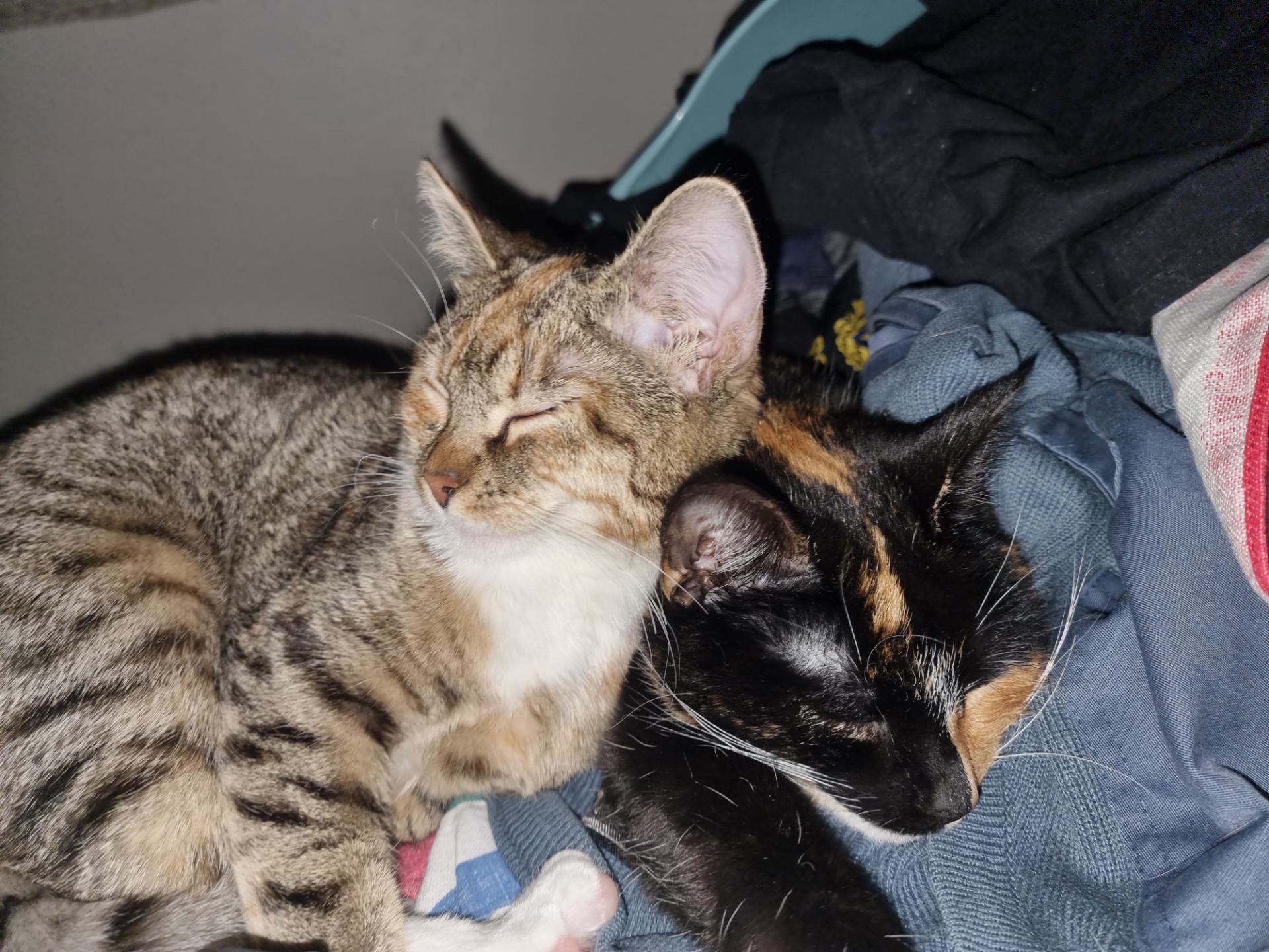 Pussel och Bessie